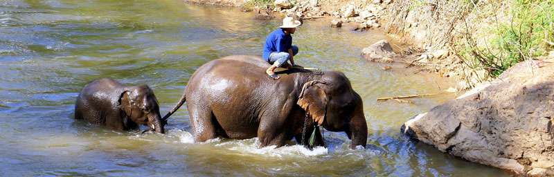 elephant safari